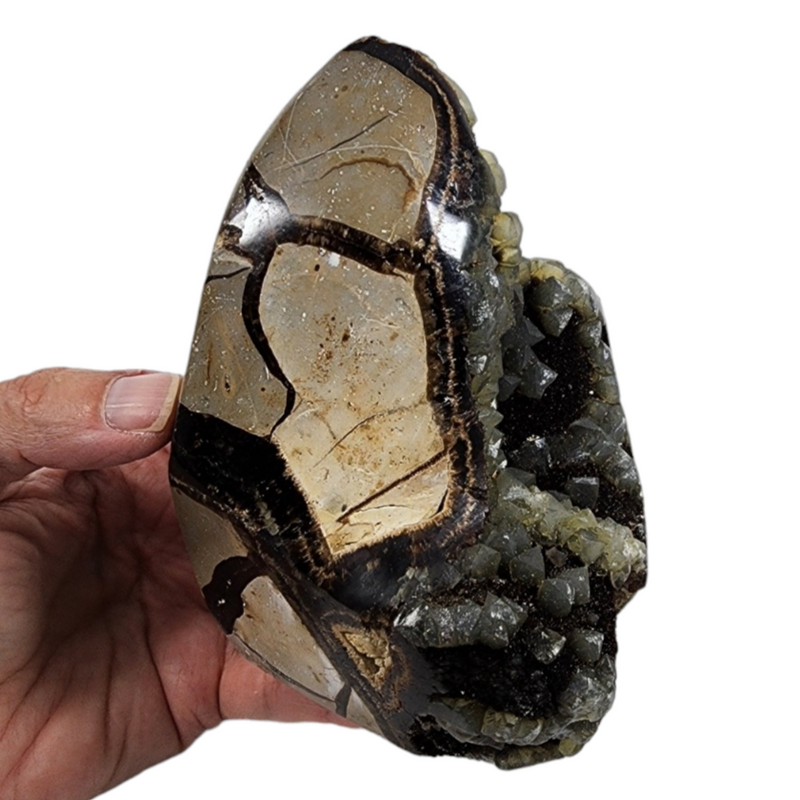 Septarian Dragon Egg for Sale | Dinomite Rocks and Gems