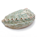 Abalone Shell for Sale | Dinomite Rocks and Gems