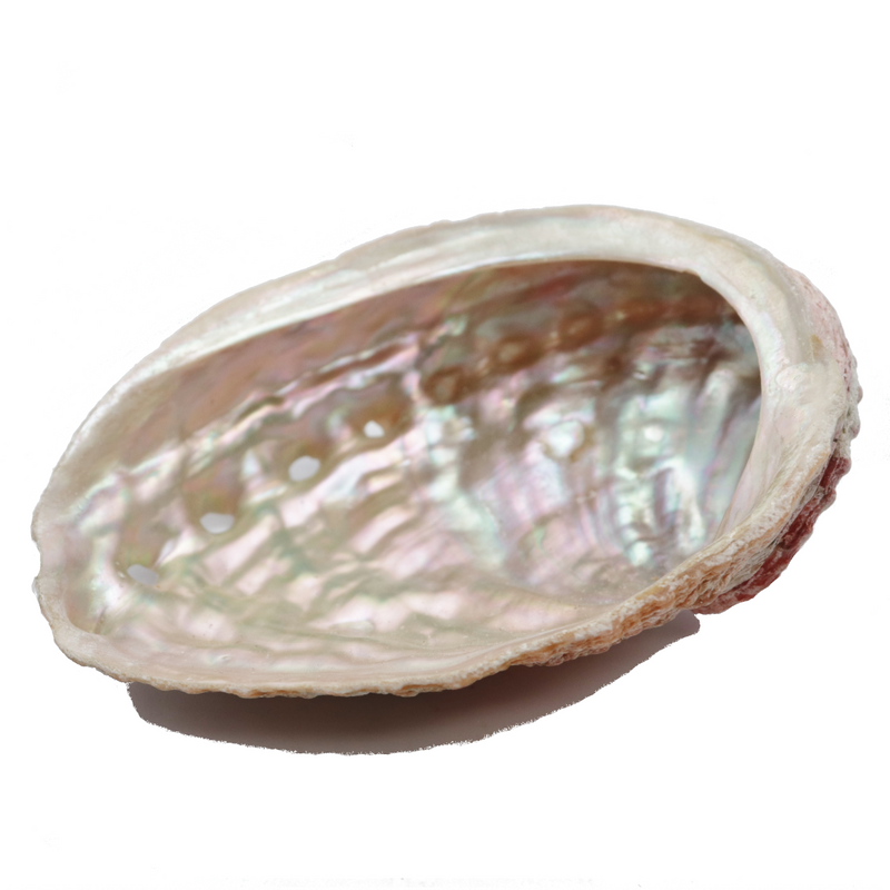 Abalone Shell for Sale | Dinomite Rocks and Gems