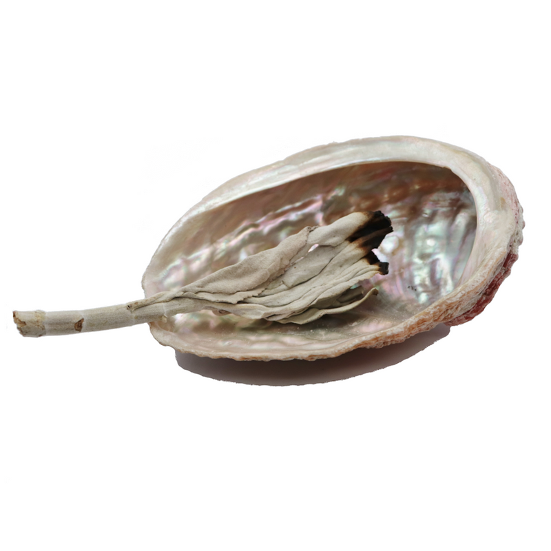 Abalone Shell for Sale | Dinomite Rocks and Gems