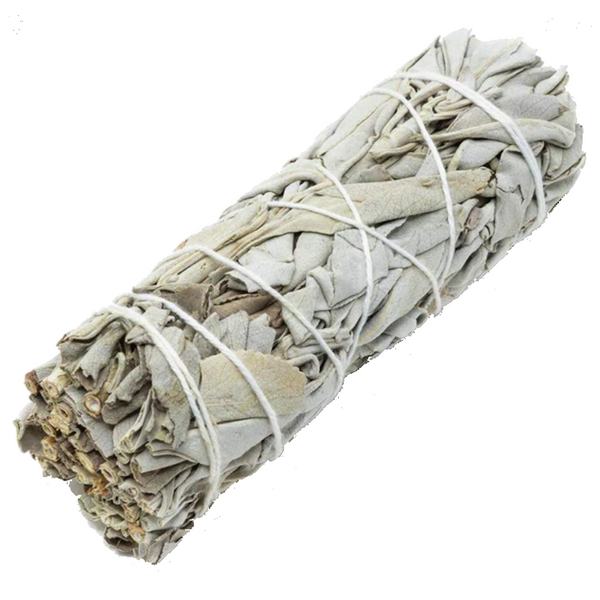White Sage - 5" to 6"
